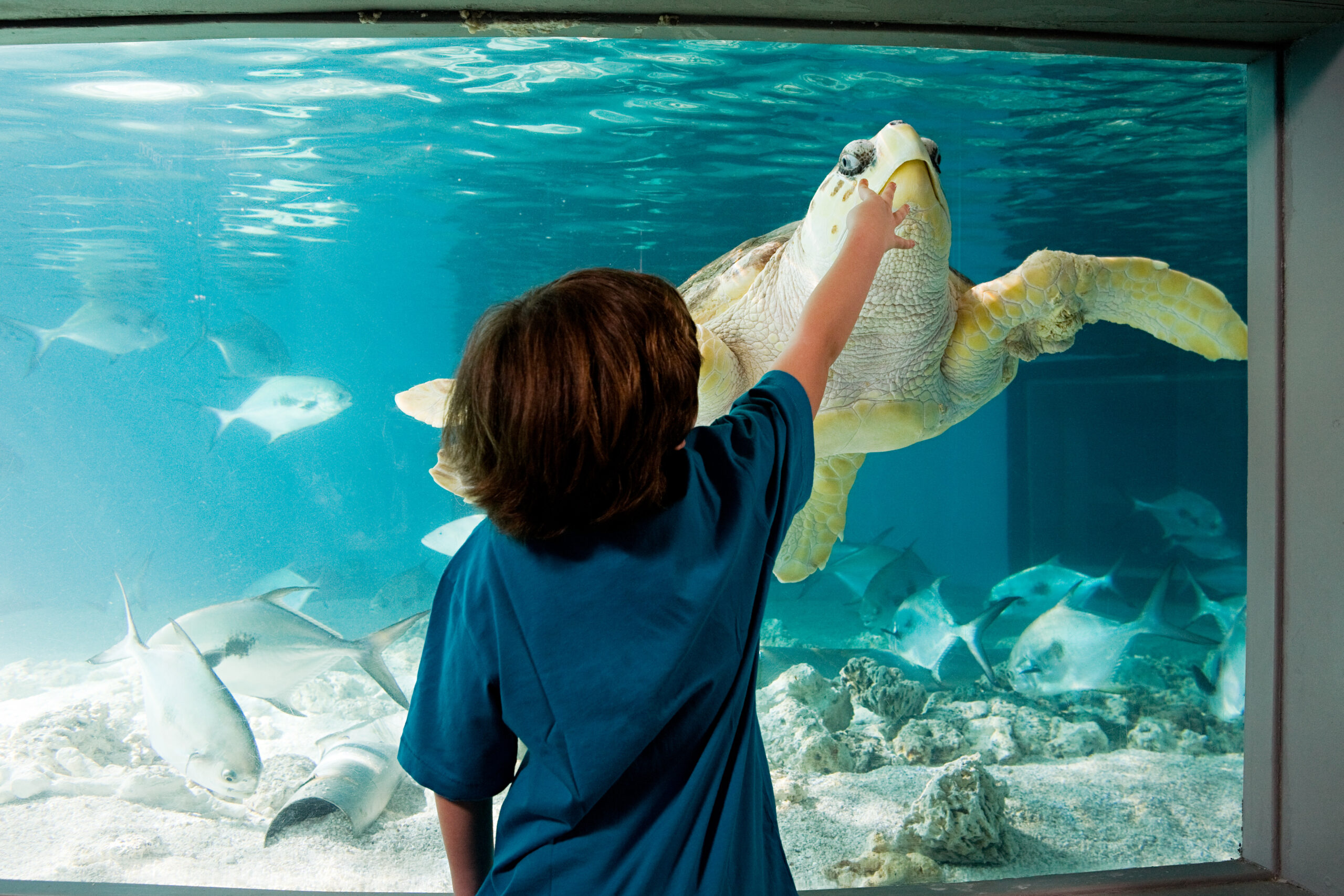 Boy reaching towards sea turtle in aquarium