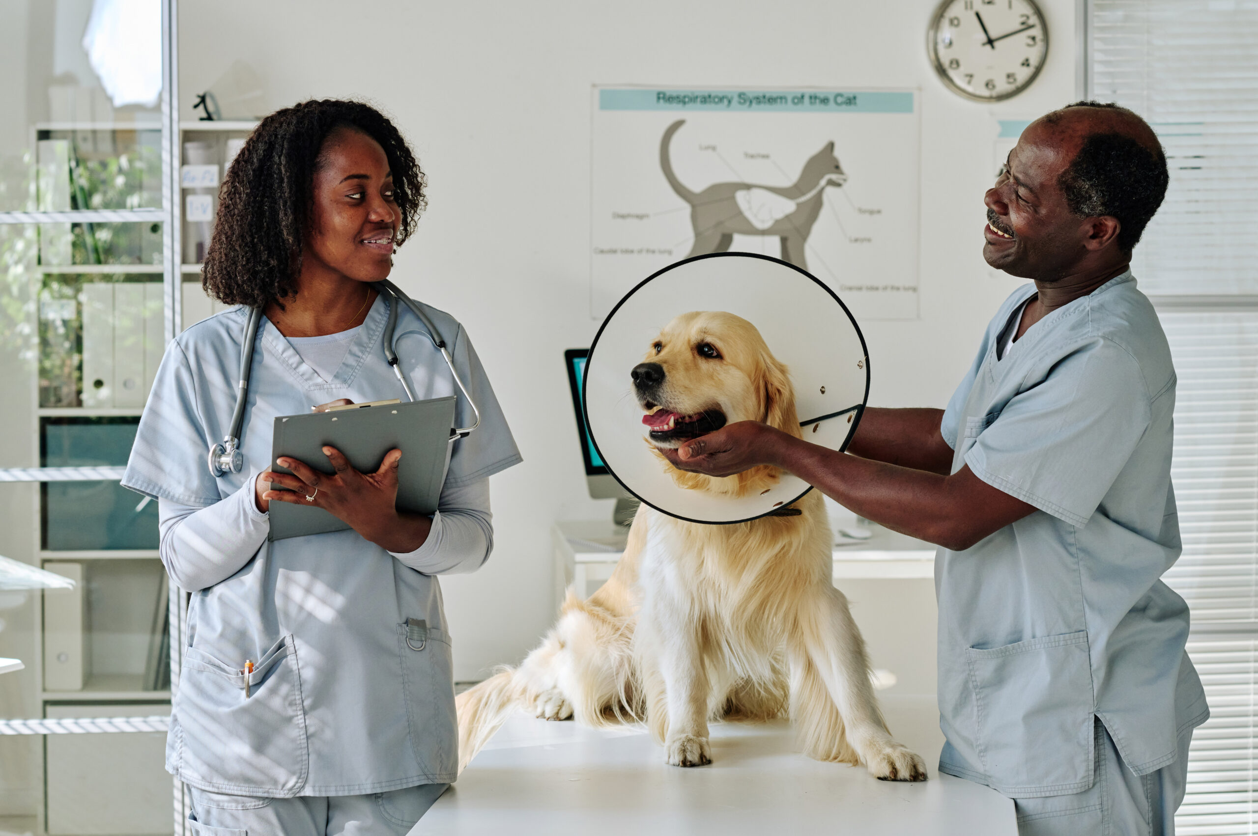 Medical Colleagues Working With Animals At a Clinic 