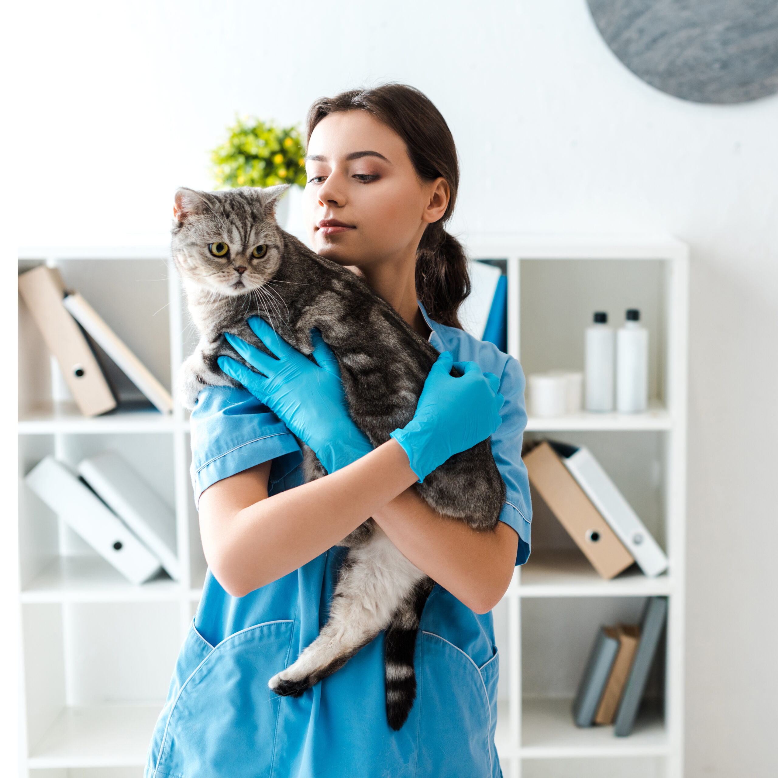 Veterinarian Comforting A Cat During A Check up at a vets in Brighton