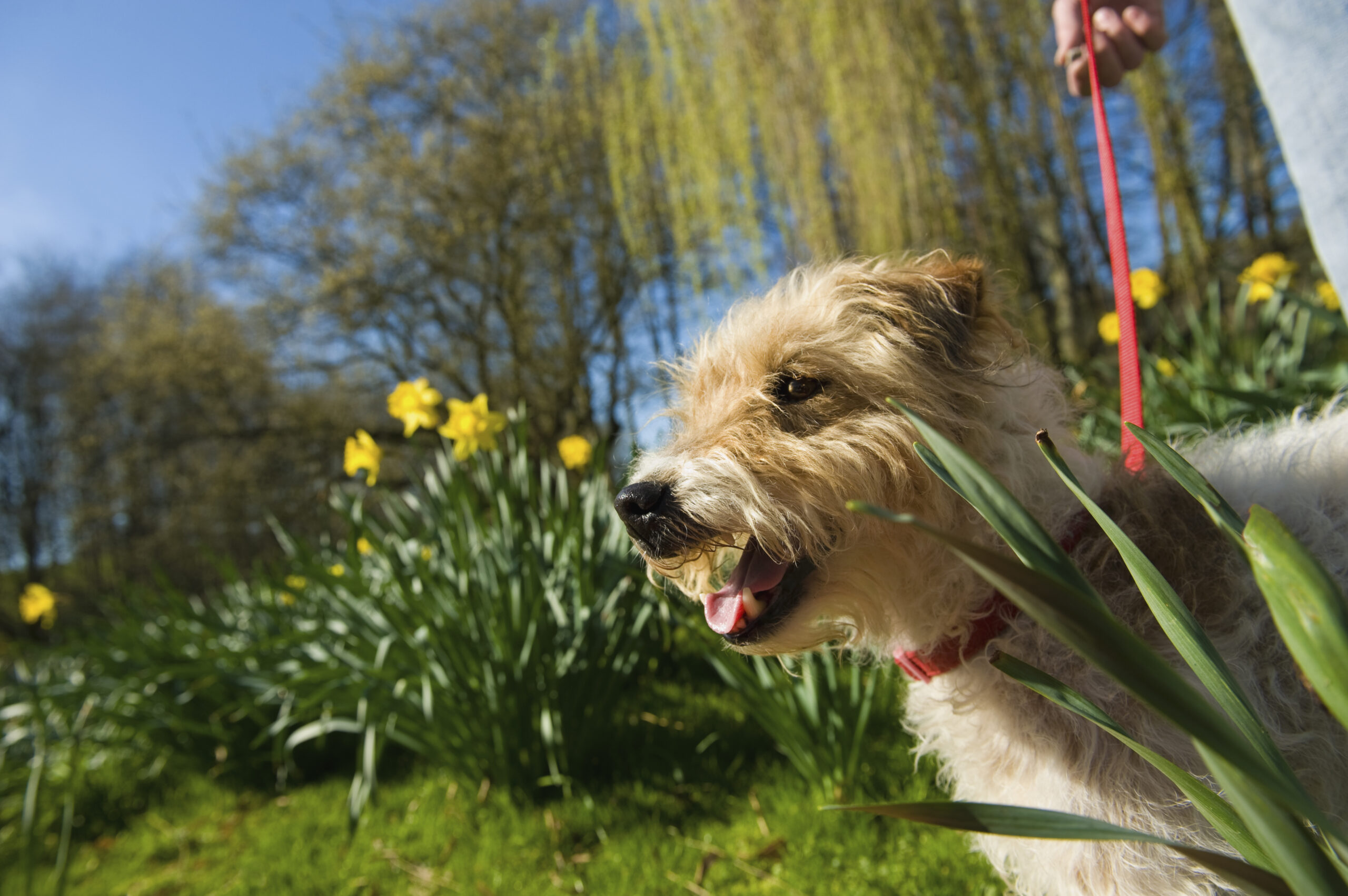 A Small Dog In A Park