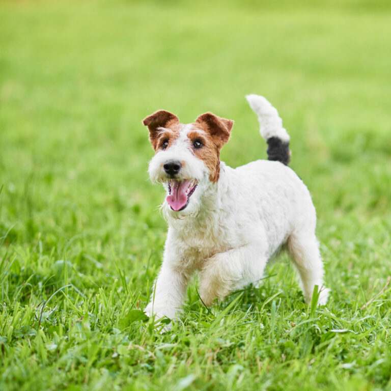 Dog friendly Brighton: Wire fox terrier dog enjoying running outdoors in the park.