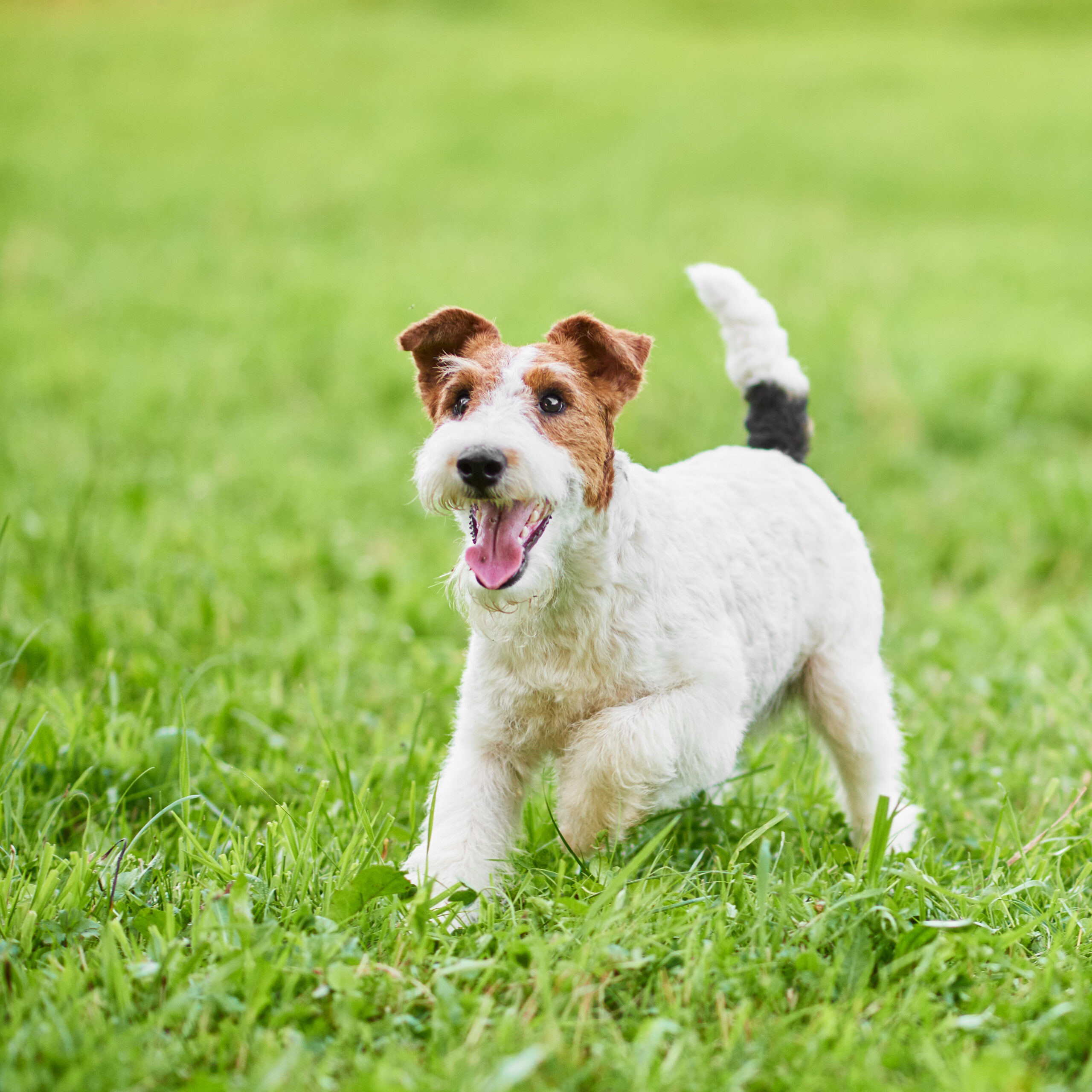 Dog friendly Brighton: Wire fox terrier dog enjoying running outdoors in the park.