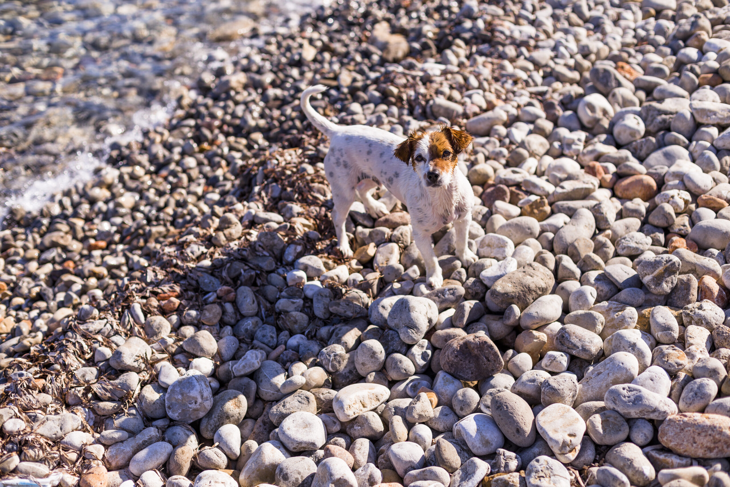 Small dog at the beach. 