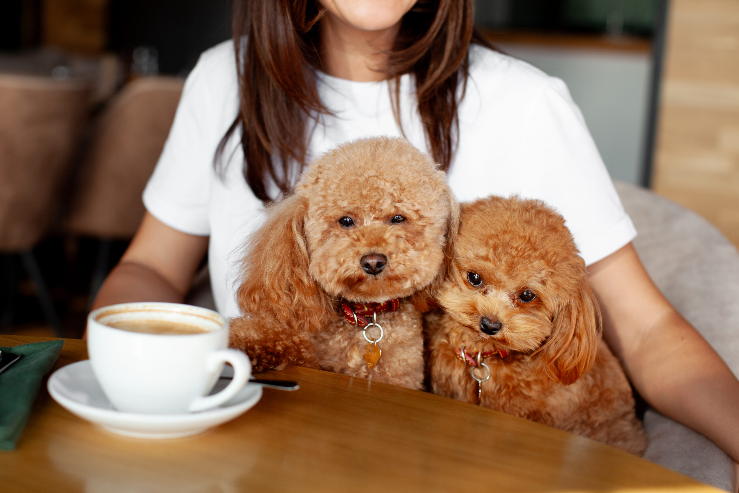 Two Small Poodles Dogs Sitting At Table In a cafe