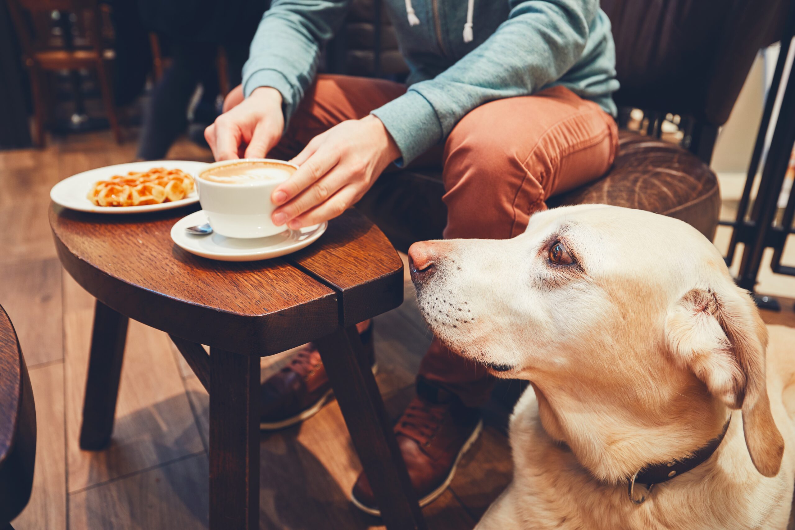 Curious Dog In a pub