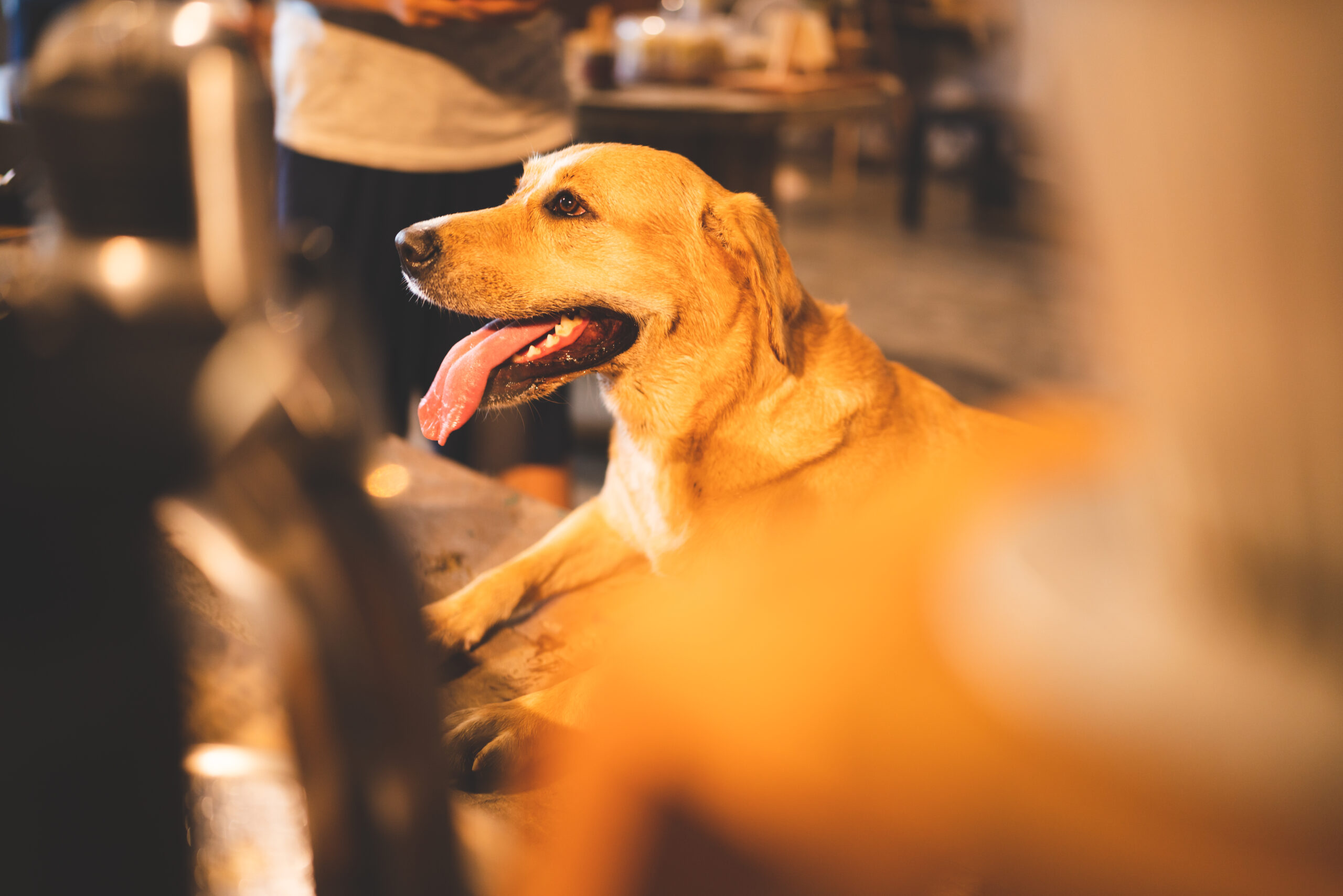 Golden Retriever Resting Indoors