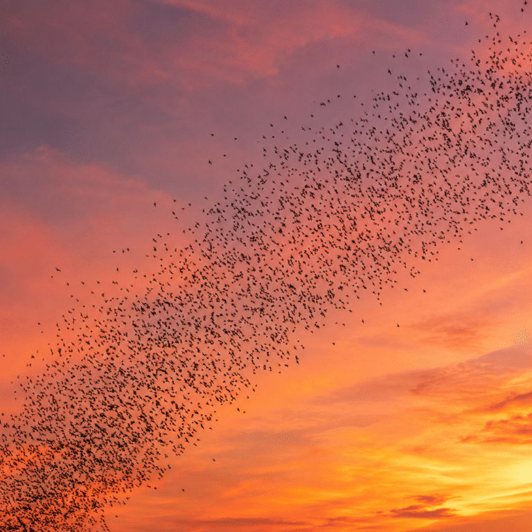 Starling Murmurations in Brighton