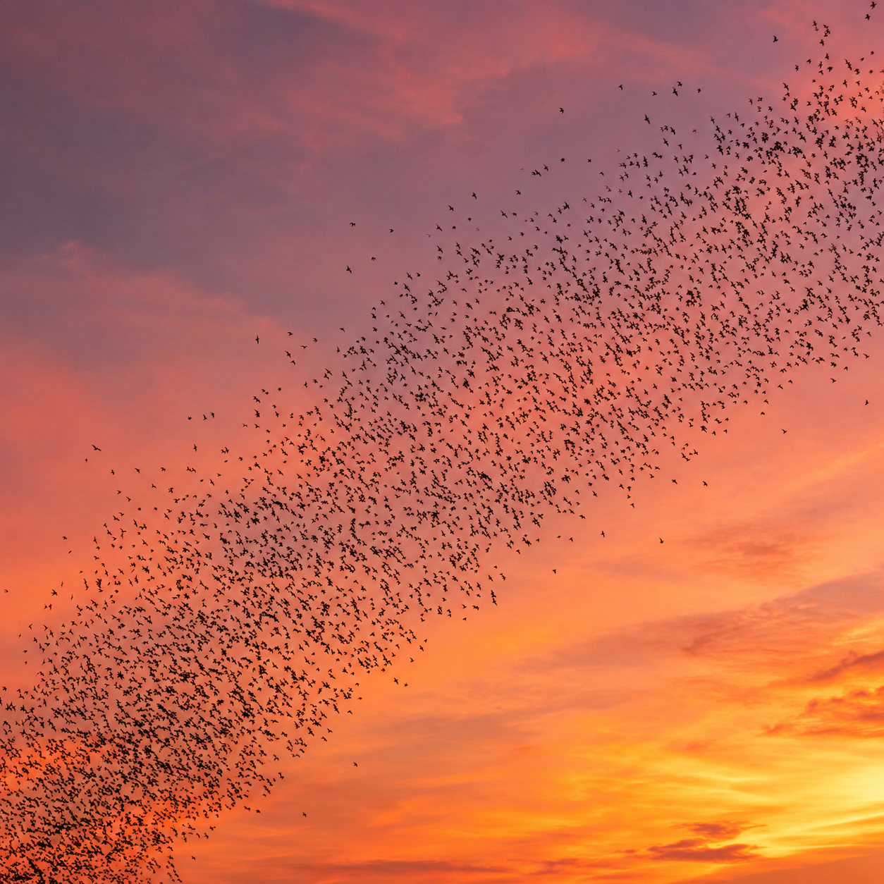 Starling Murmurations in Brighton