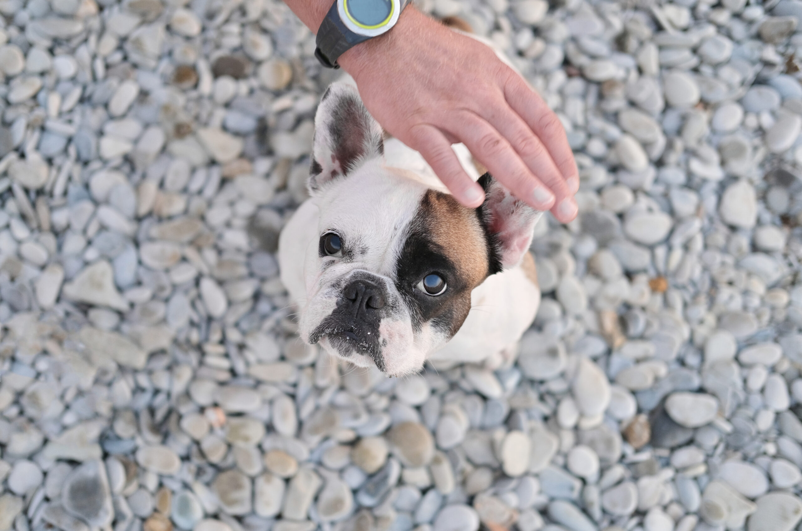 Dog Enjoying Affection On A Pebble Beach 