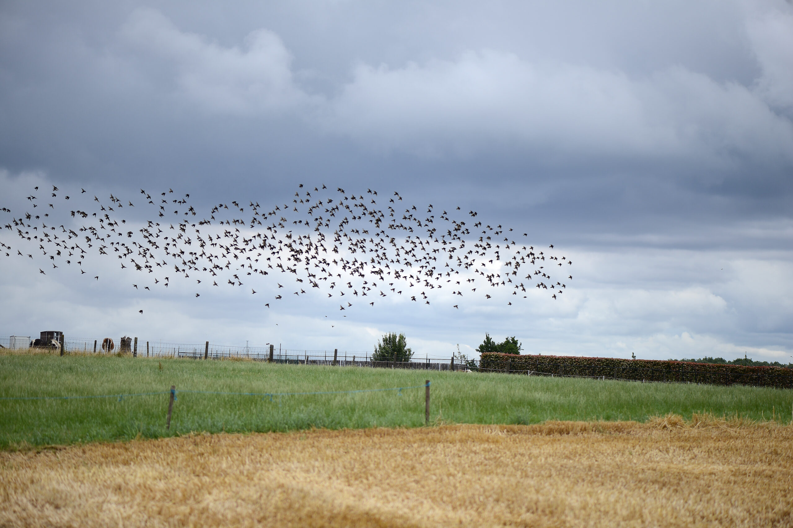 flight of starlings on a Wheat field in countryside early in the morning
