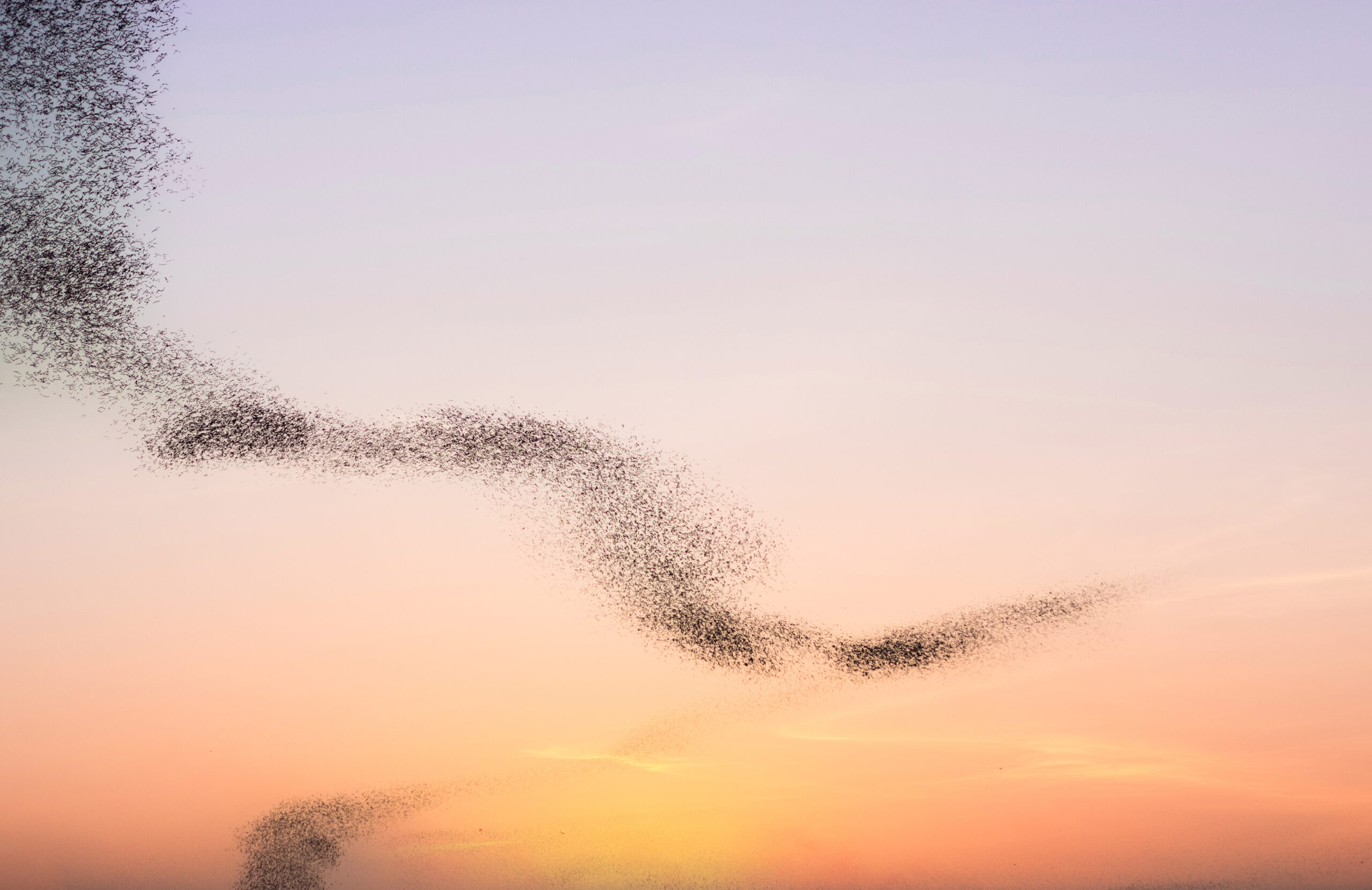 Starling Murmurations in Brighton