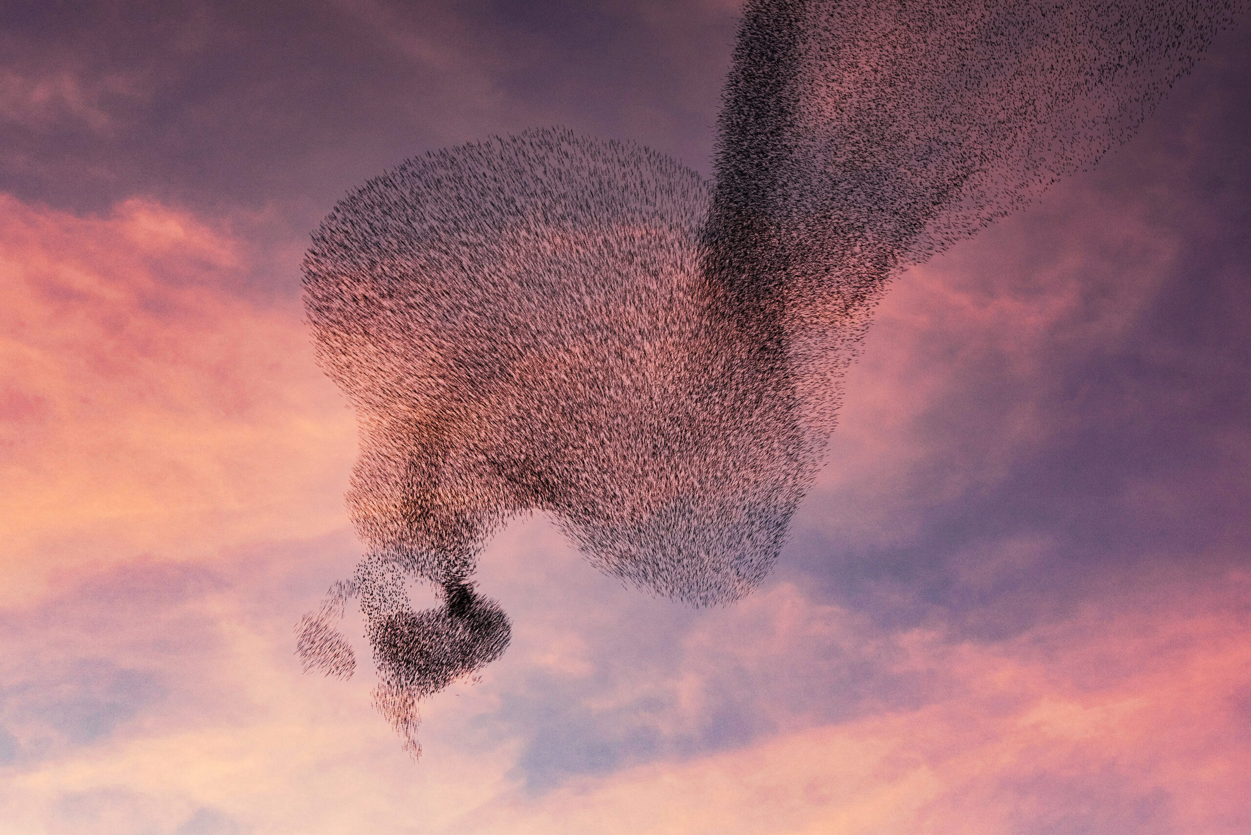 Starling Murmurations in Brighton