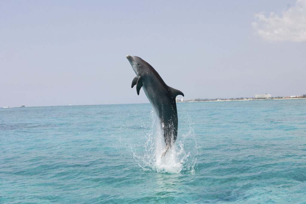 Dolphin Leaping From Sea Water