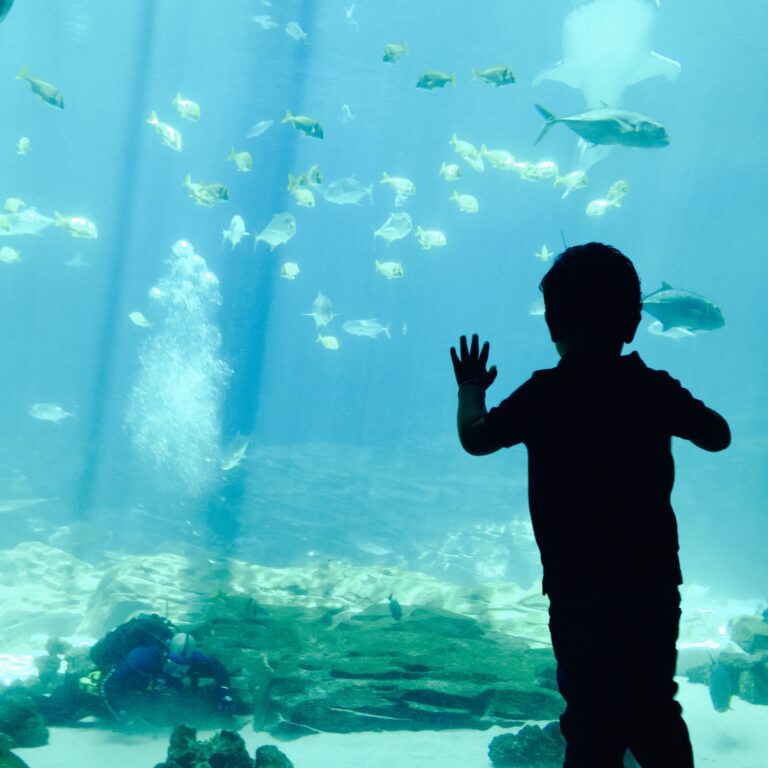 Kid At Aquarium