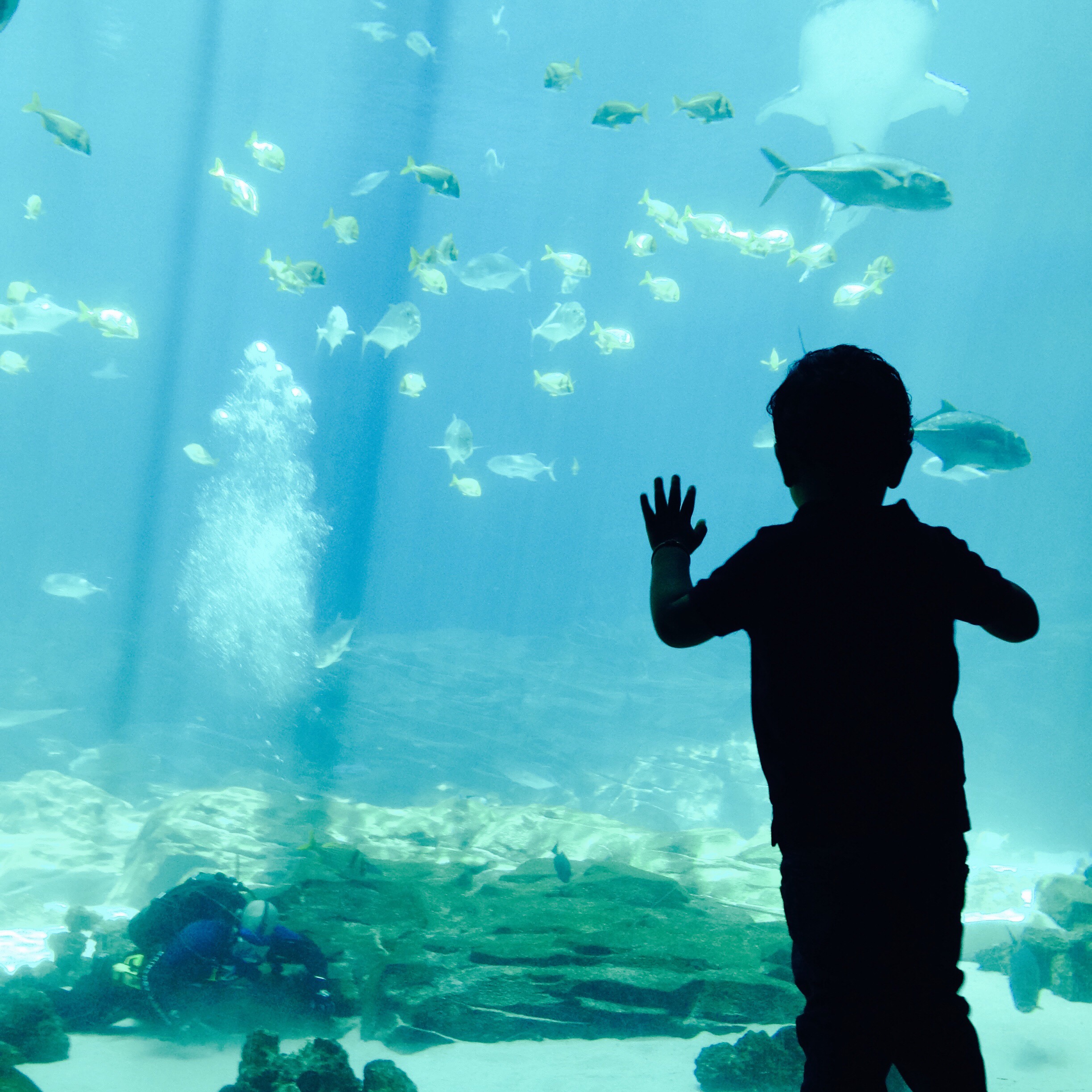 Kid At Aquarium