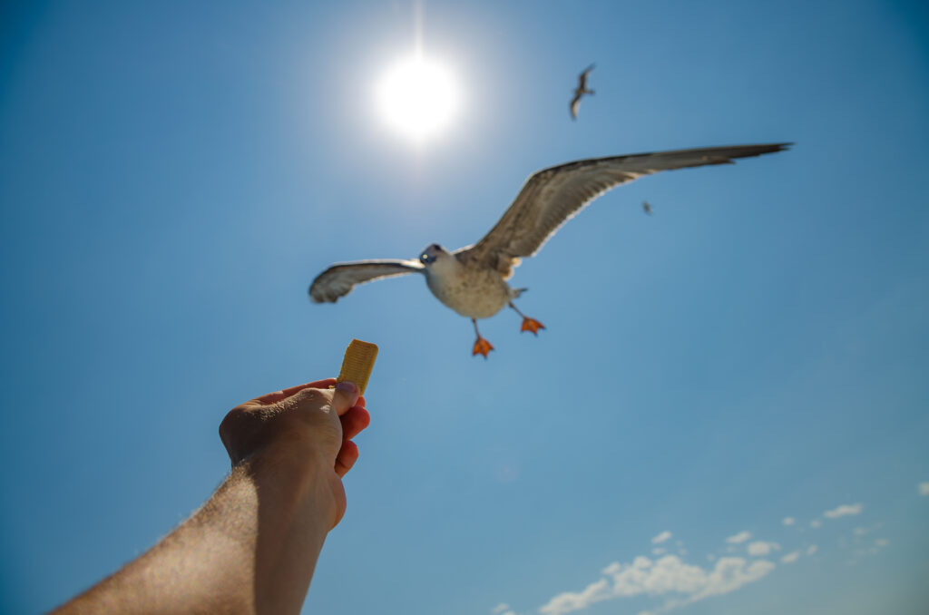 A hand offering food to a seagull in flight
