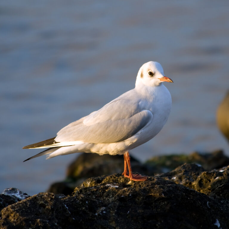 Seagulls in Brighton against a background sea.