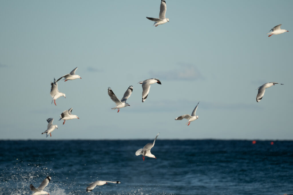 Seagulls in Brighton