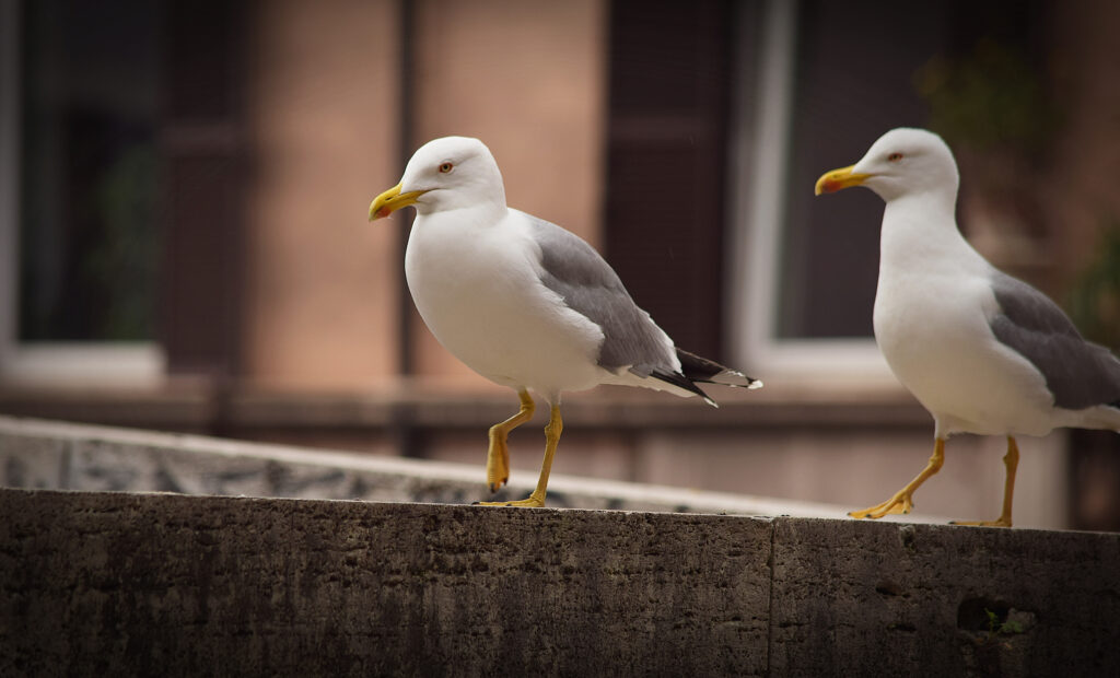 Two Seagulls Standing On Concrete Wall
