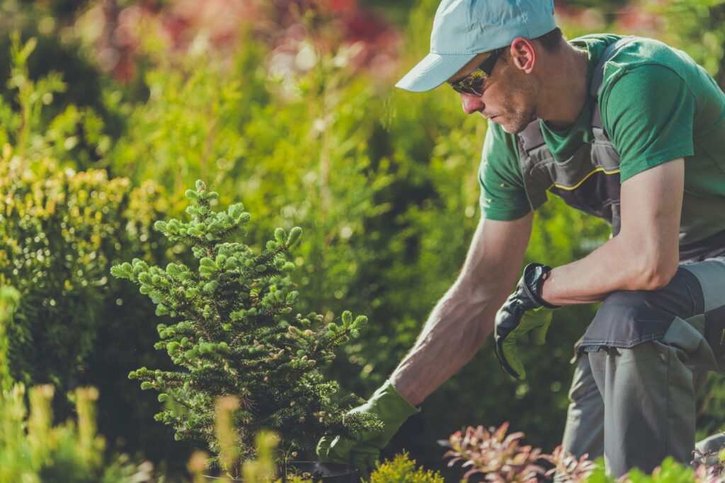 Gardener Planting New Trees in the Clients Garden. 